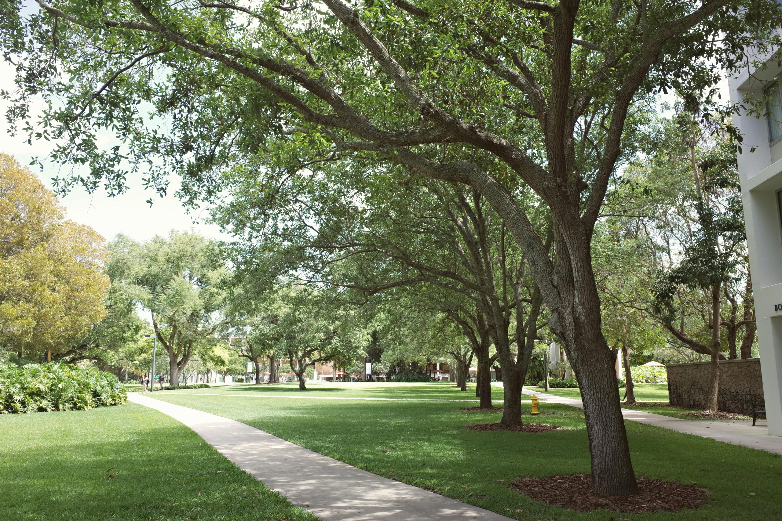 A scenic pathway in Coral Gables, Florida showcasing lush greenery on a sunny day.
